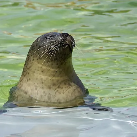 Casa de Férias On Texel Island With Terrace *
