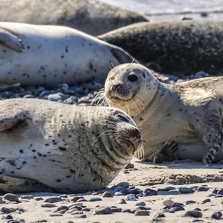On Texel Island With Terrace Casa de Férias De Cocksdorp (Texel)