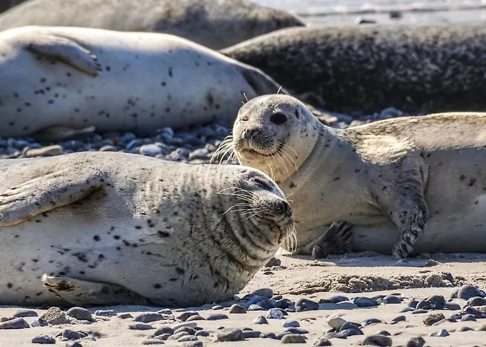 On Texel Island With Terrace Дом отдыха Де-Коксдорп